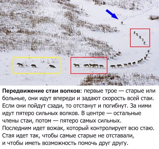 больные они идут впереди и задают скорость всей стаи Если они пойдут сзади то отпанут и погибнут За ними ИДУТ пятеро СИЛЬНЫХ ВОЛКОВ В центре ОСГЗЛЬНЫЕ члены стаи потом пятеро самых сильных Последним идет вожак который контролирует всю сгаю Стая идет так ЧТОбЫ самые сгарые не отпевали и чтобы иметь возможность помочь друг другу