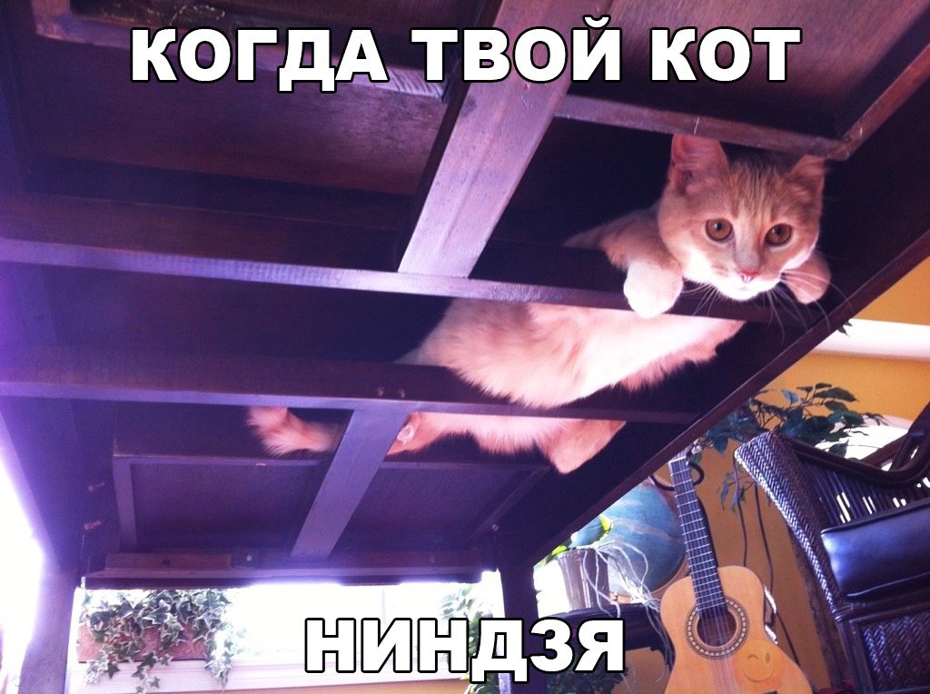 когдіывой кот