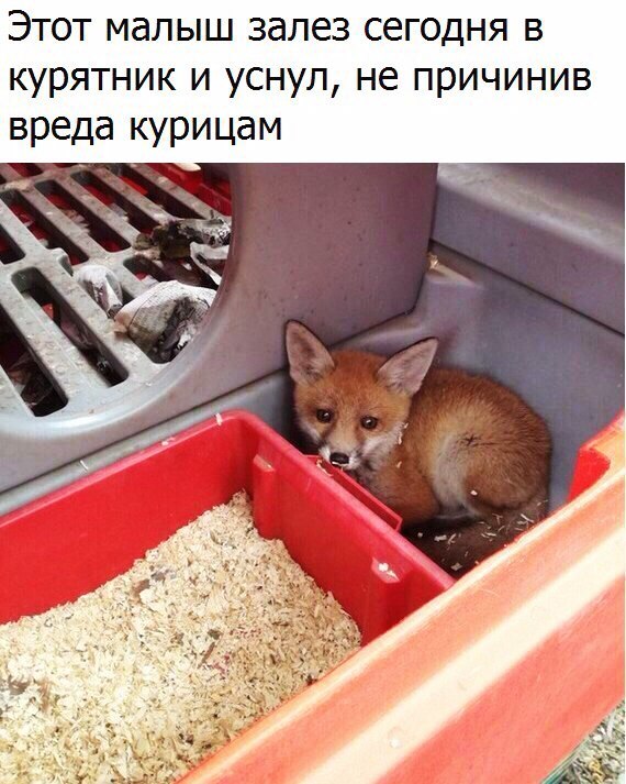 Этот малыш залез сегодня в курятник и уснул не причинив вреда курицам