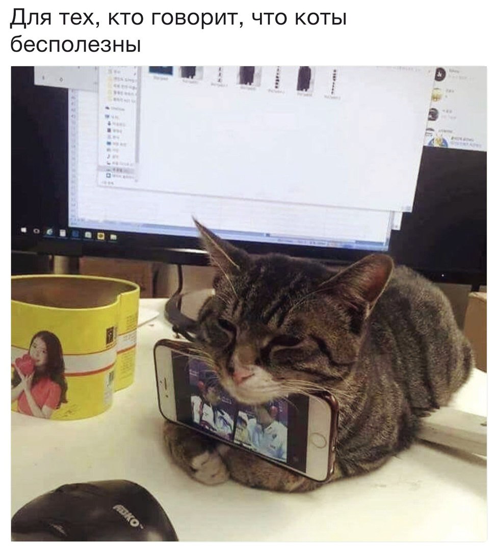 Для тех кто говорит что коты бесполезны