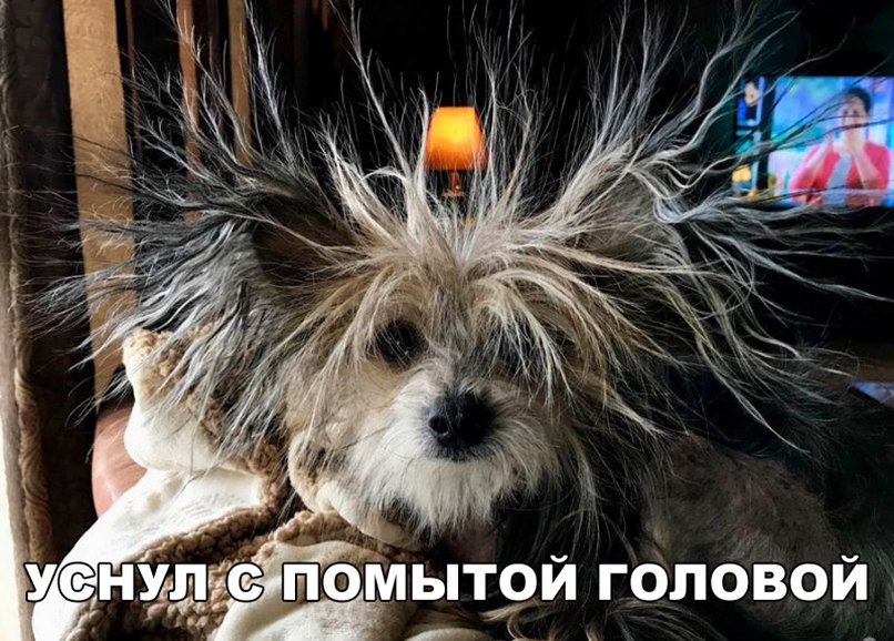 Уснудпомытрй головой