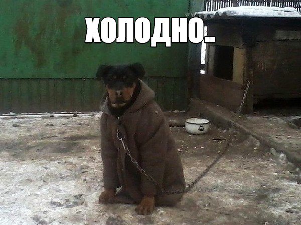 и коподнпі