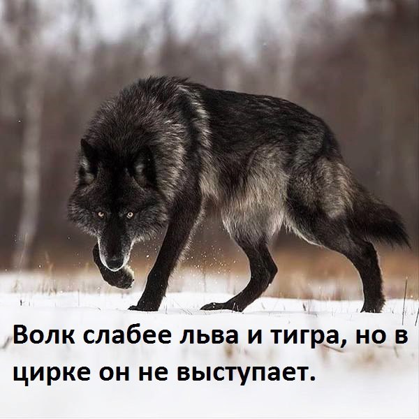 Волк слабее льва и тигра но в цирке он не выступает