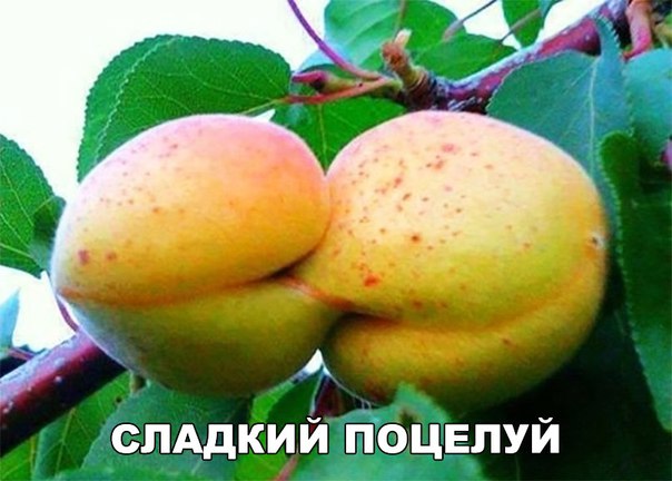 _ А ЖелАдки ИЙЁЬФЩЁПУЙ