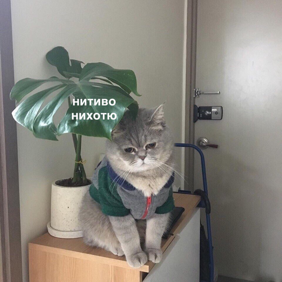 Ёчитивоф чихотюь