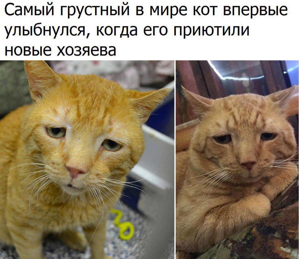 Самый грустный в мире кот впервые улыбнулся когда его приютили новые хозяева