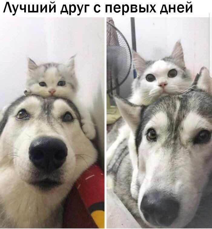 Аучший друг с первых дней