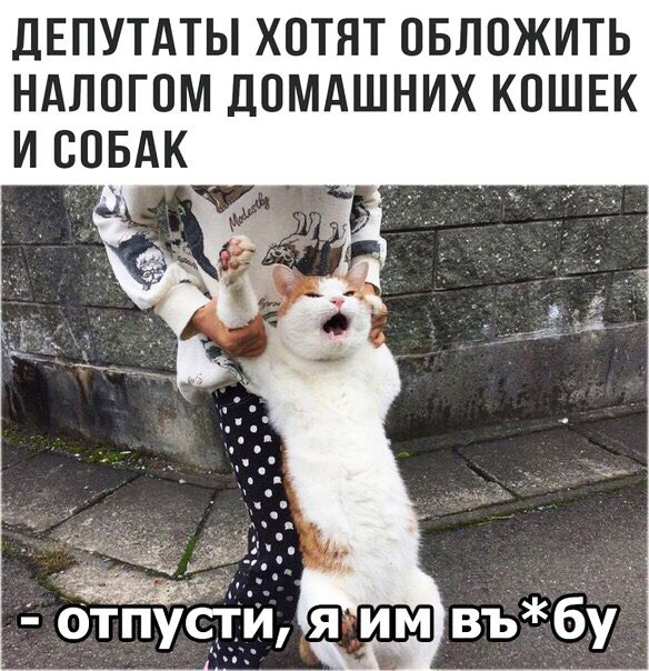 дЕПУТАТЫ ХОТЯТ ОБЛОЖИТЬ НАЛОГОМ ДОМАШНИХ КОШЕК И СОБАК