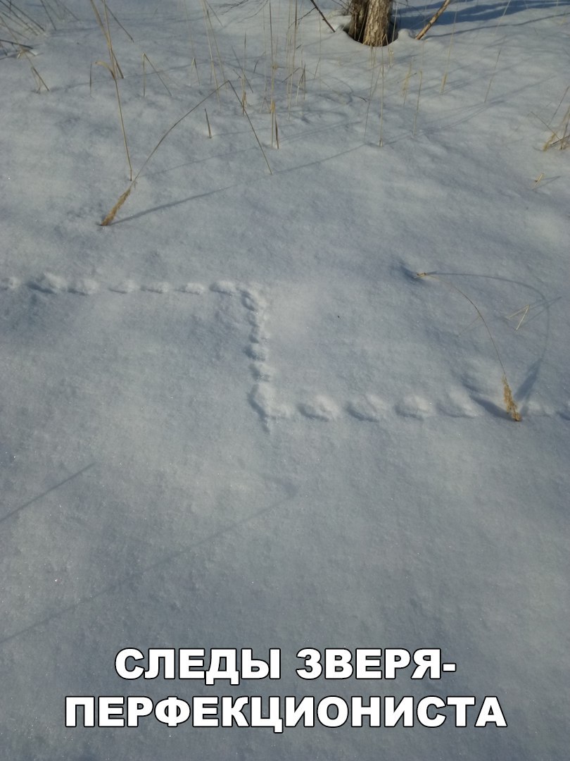 СЛЕДЫ ЗВЕРЯ ПЕРФЕКЦИОНИСТА