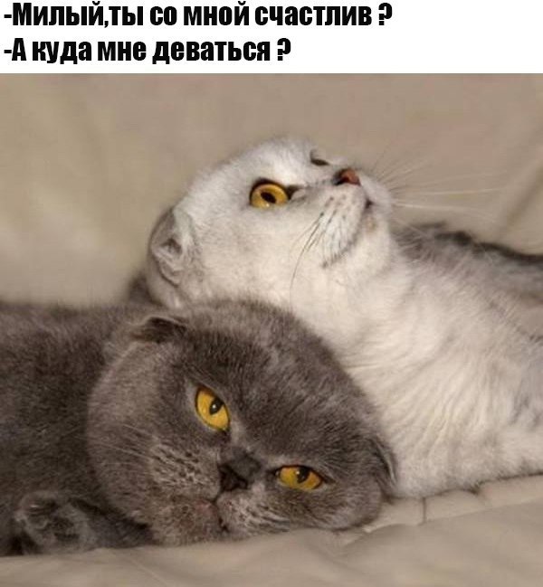 МИПЫЙТЫ сс мной счастлив А куда мне деваться