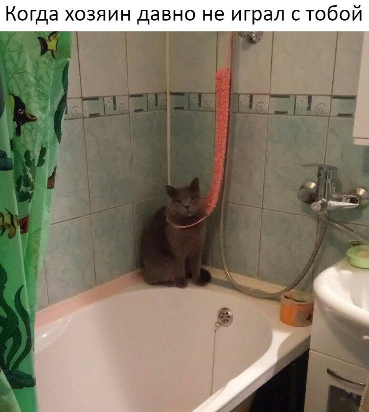 Когда хозяин давно не играл с тобой