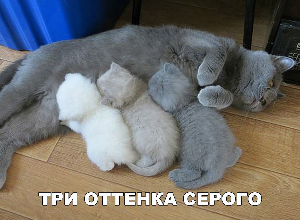 три оТтЕнкдбЁРого