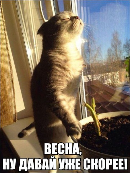 ни ддвпШшнЕ енот