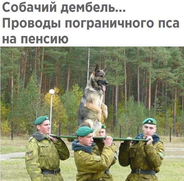 Собачий дембель Проводы пограничного пса на пенсию