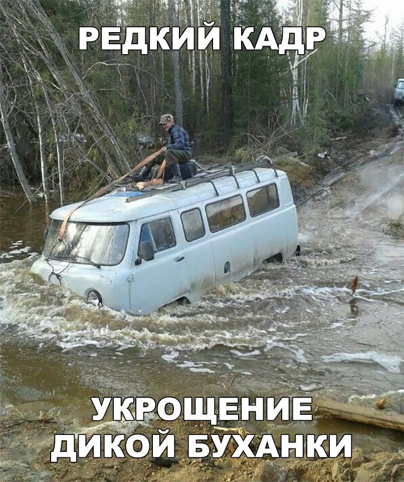 Сук ощвниЕ дикой БУХАНКИ