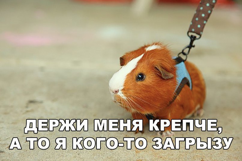 КРЕПЧЁО ль ЗАГР