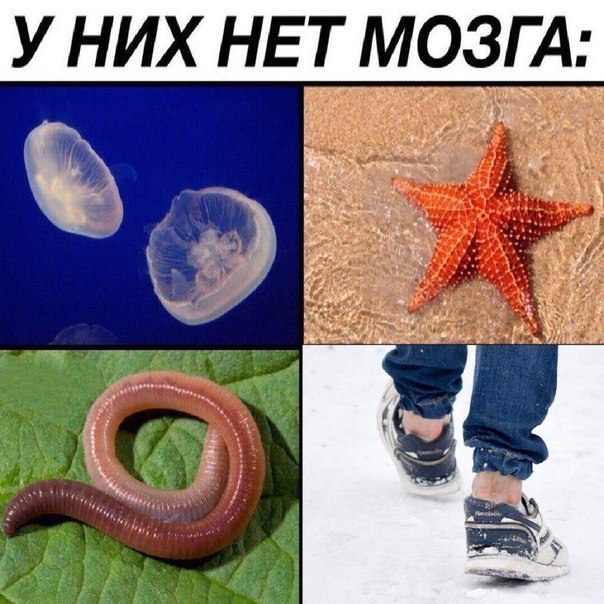 у них НЕТ мог