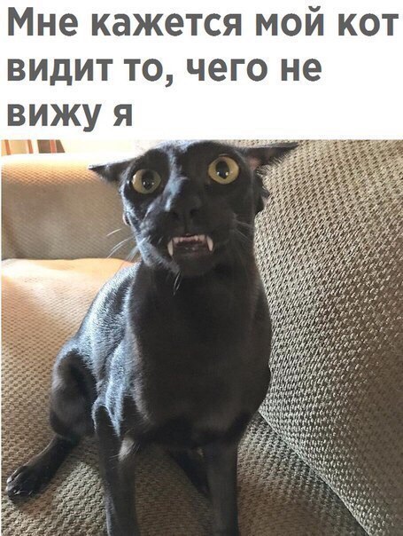 Мне кажется мой кот видит то чего не