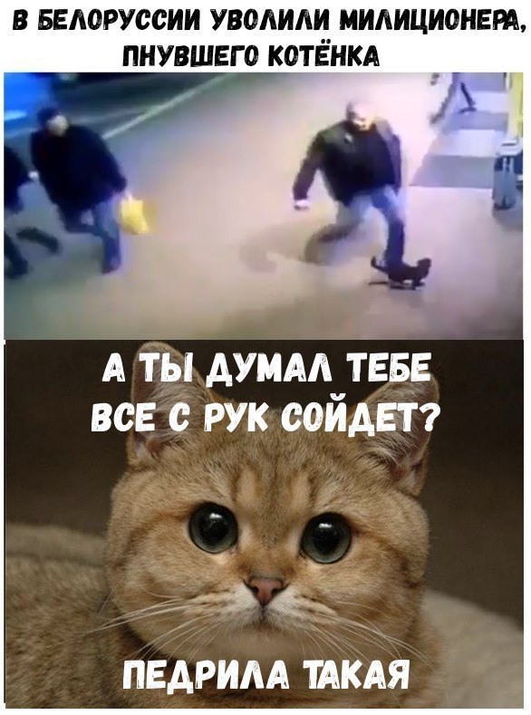 В БЕАОРУССИИ УВОАИАИ МИАИЦИОНЕРА ПНУВШЕГО КОТЁНКА А7 іы думм тен вав рук сойдет