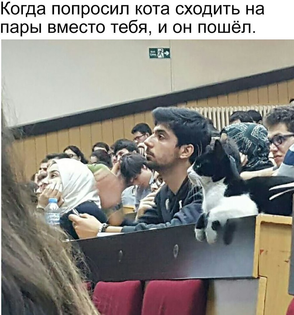 Когда попросил кота сходить на пары вместо тебя и он пошёл
