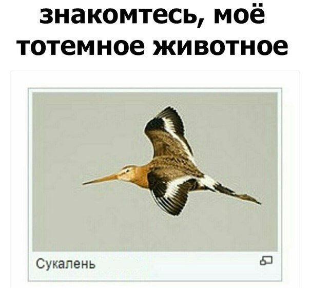 знакомтесь моё тотемное животное Сукапень Ю
