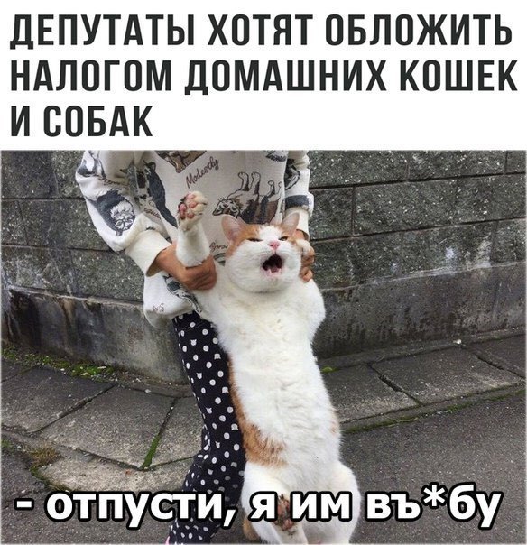 дЕПУТАТЫ ХОТЯТ ОБЛОЖИТЬ НАЛОГОМ ДОМАШНИХ КОШЕК И СОБАК