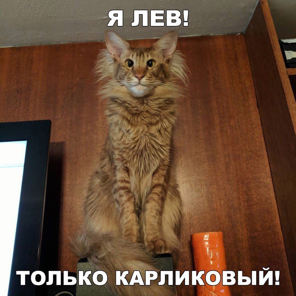 ТОЛЬКО КАРПИКВЫИ