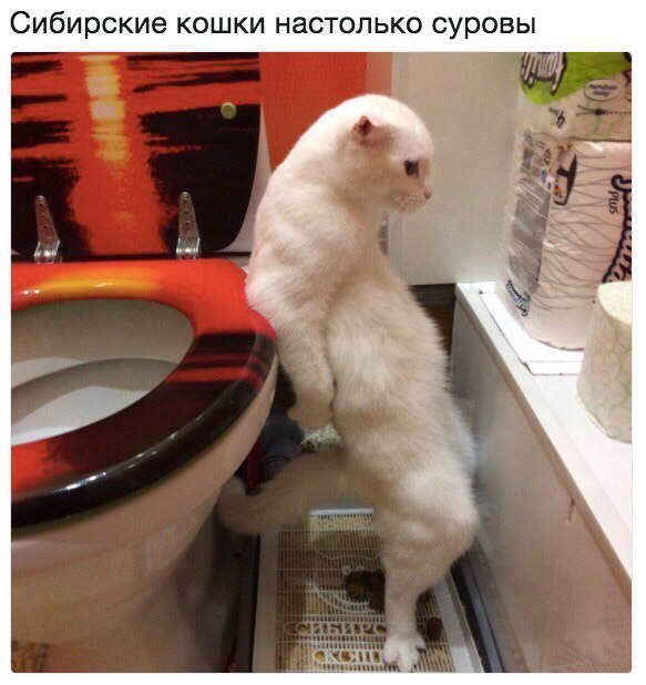 Сибирские кошки настолько суровы