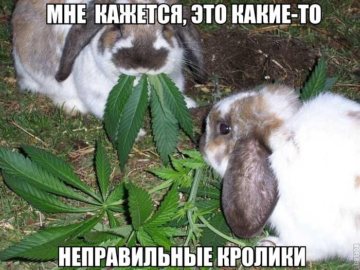 РЁМЁ ЁЁ это ШШИЕ ТП 319 НЕПРАВИЛЬНЫЕ НВППИНИЗ _