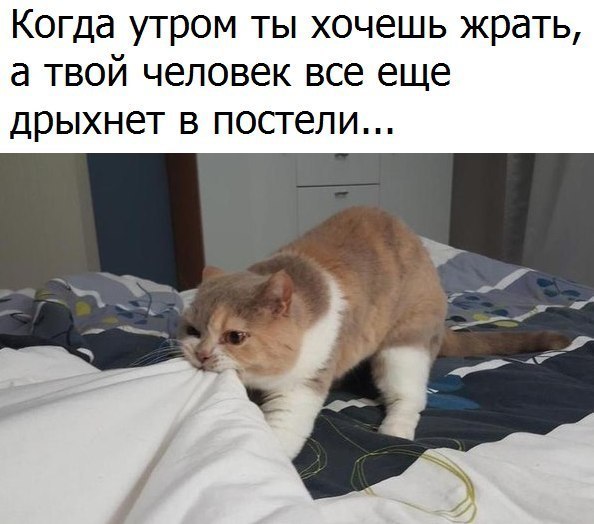 Когда утром ты хочешь жрать а твой человек все еще дрыхнет В постели