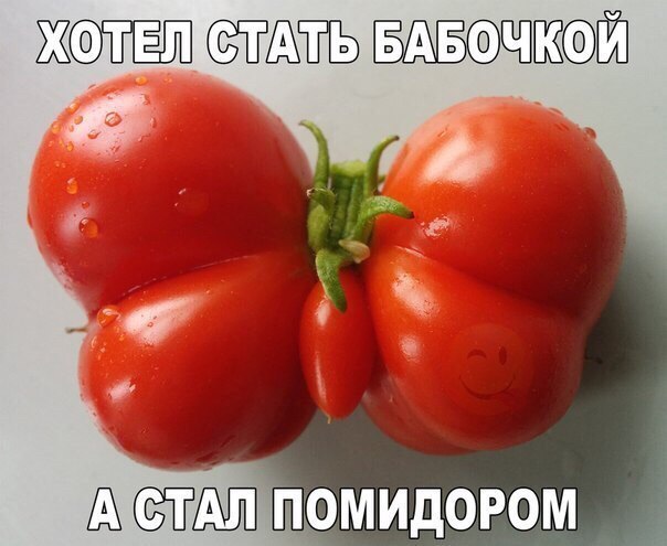 ЖШЁШ ШЛЗЧЛЬ помидором