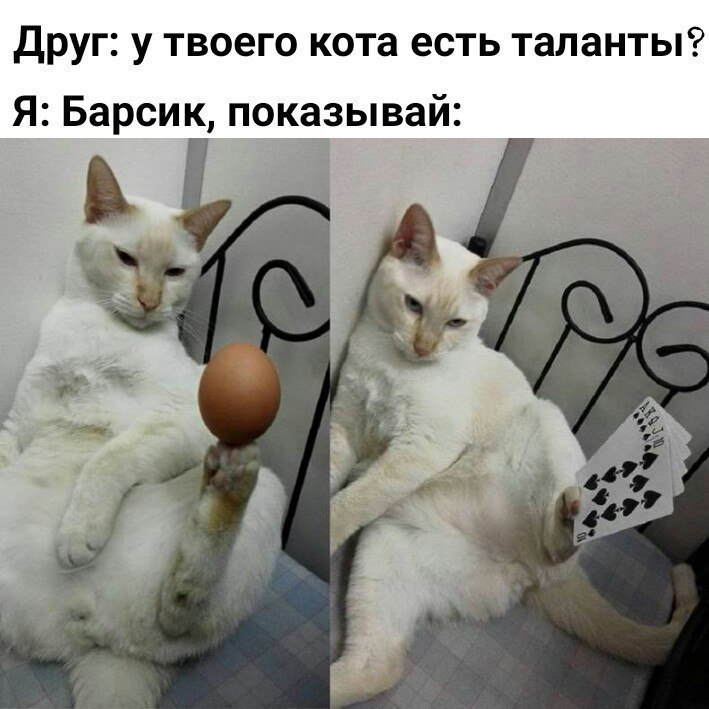 Друг у твоего кота есть таланты Я Барсик показывай
