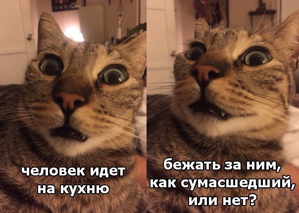 бежать за ним человек идет как сумасшеддш _ _ на кухню