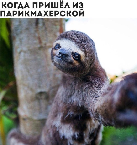 КОГАА ПРИШЁА и мрикщхв рскои