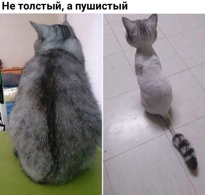 Не толстый а пушистый