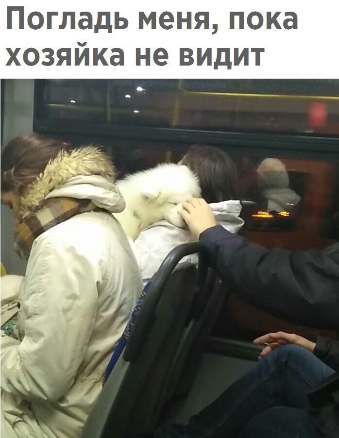 Погладь меня пока хозяйка не видит