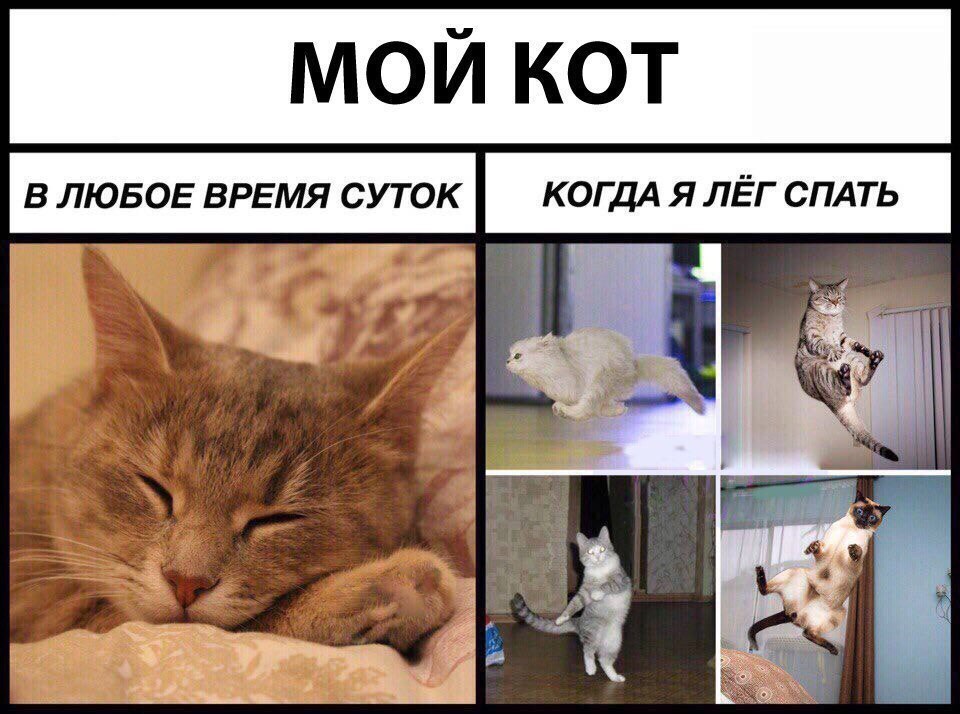 МЙ Кот В ЛЮБОЕ ВРЕМЯ СУТОК КОГДА Я ЛЁГ СПАТЬ