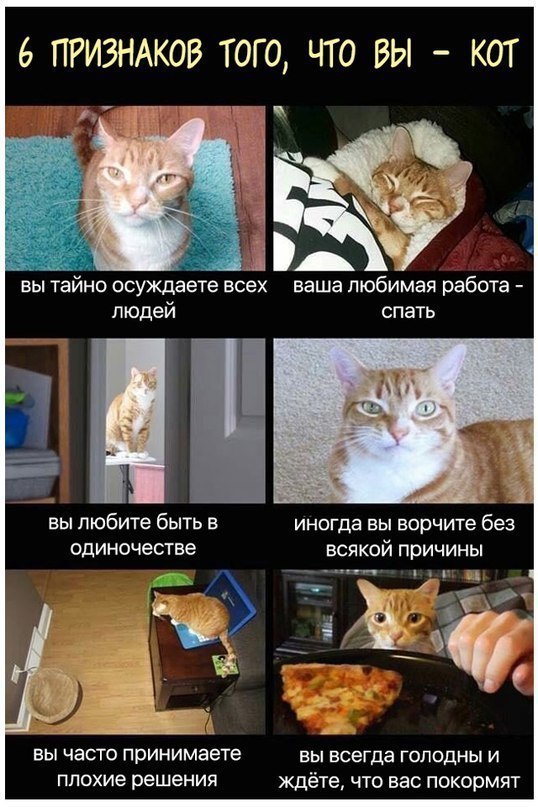 6 ПРИЗНАКОВ ТОГО ЧТО ВЫ КОТ вы таино осуждаете всех ваша любимая работа людей спать вы любите быть в иногда вы ворчите без одиночестве всякой причины тг БЫ ЧаСТО принимаете Вы всегда ГОПОДНЫ И плохие решения ждёте что вас покормят