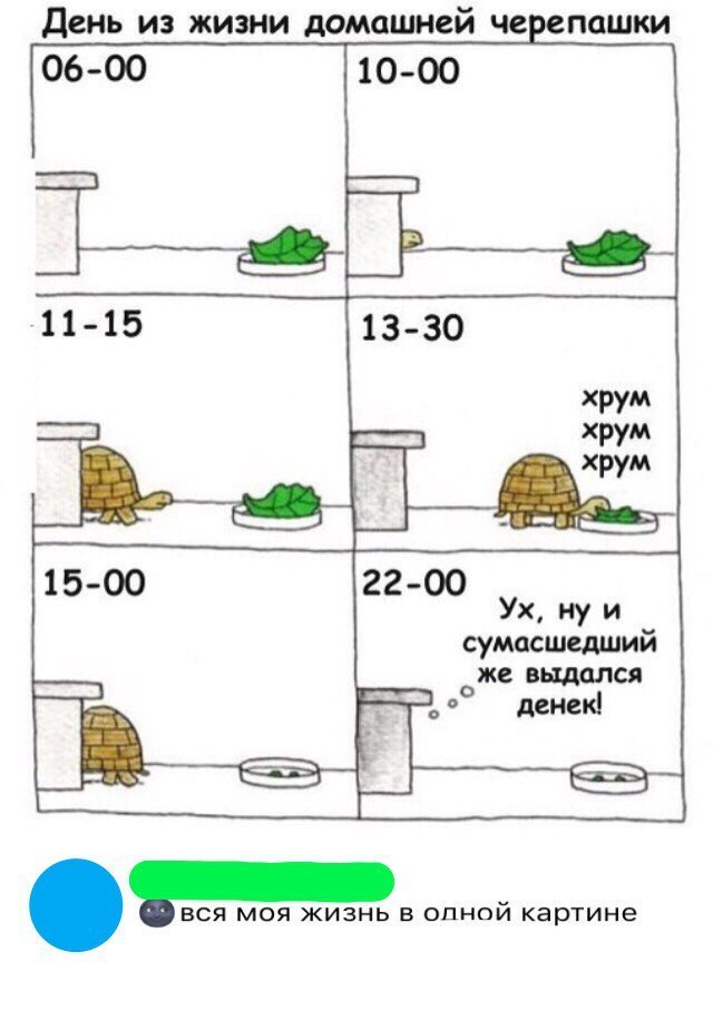 день ИЗ ЖИЗНИ домашней черепашки 22 00 Ух ну и сумасшедший же выдался денек ВСЯ МОЯ ЖИЗНЬ В ОДНОЙ картине