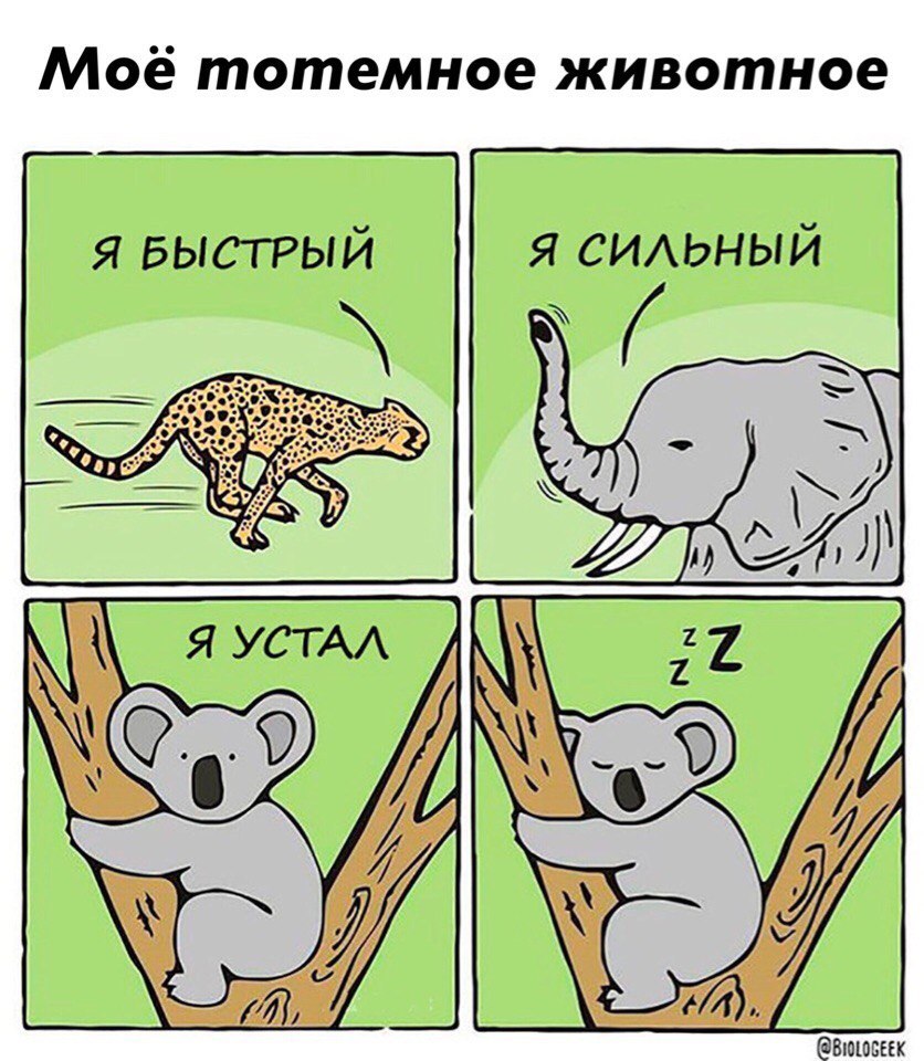 Моё тотемное животное я БЫСТРЫЙ я ситьный Вююшк