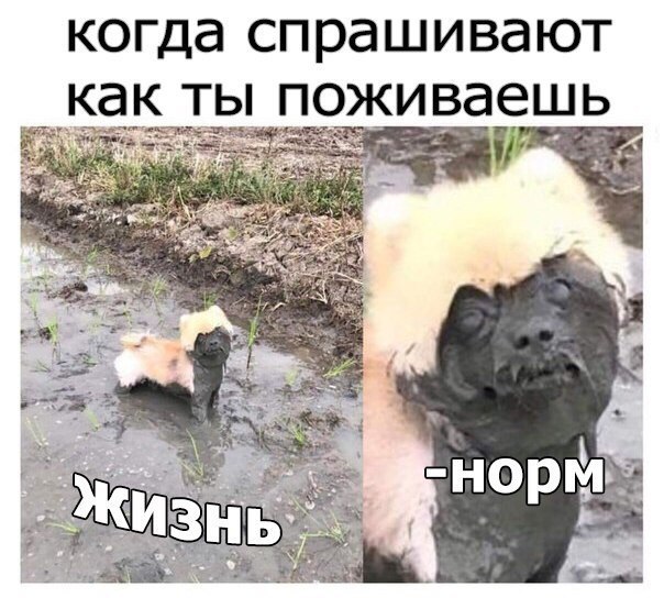 когда СПРЭШИВЭЮТ как ТЫ ПОЖИВЭЕШЬ