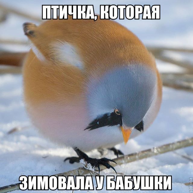 ми Ё дзимоышд Бпвмшни