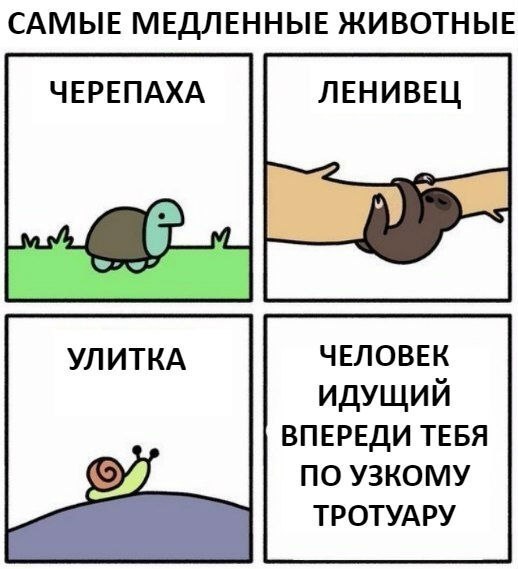 САМЫЕ МЕДЛЕННЫЕ ЖИВОТНЫЕ ЧЕРЕПАХА ЛЕНИВЕЦ чвловвк идущий впернди тввя по узкому тротудру