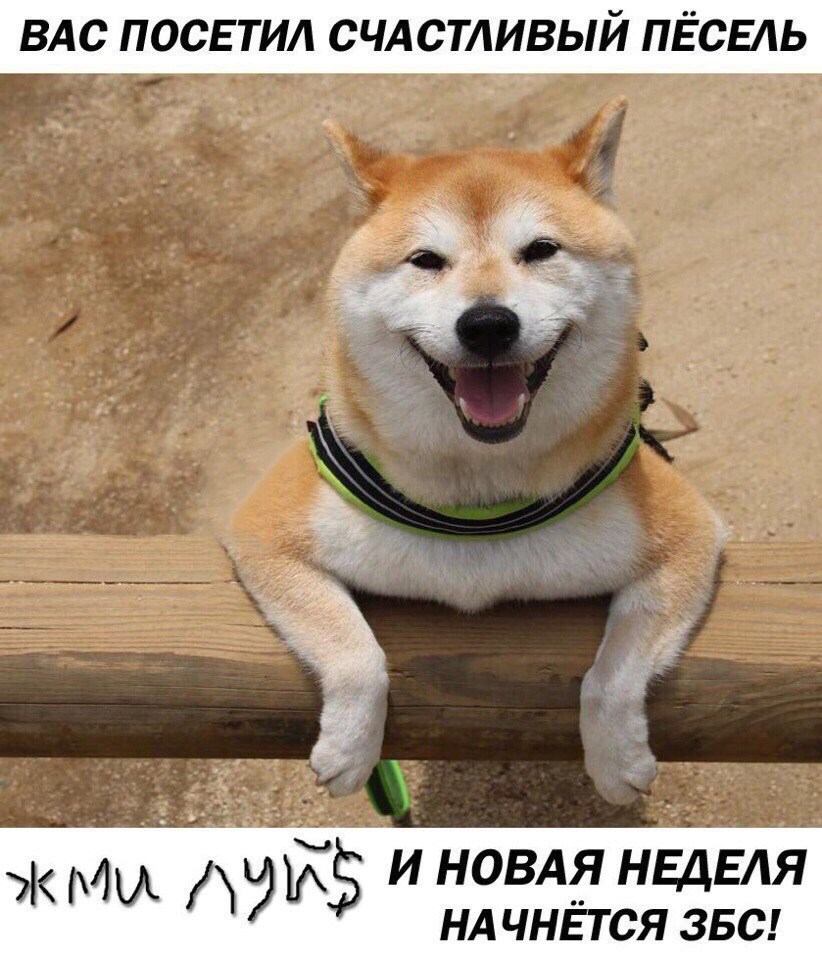 ВАС ПОСЕТИА СЧАСТЛИВЫЙ ПЁСЕАЬ мы дд и новдя НЕДЕЛЯ НА чнётся звс
