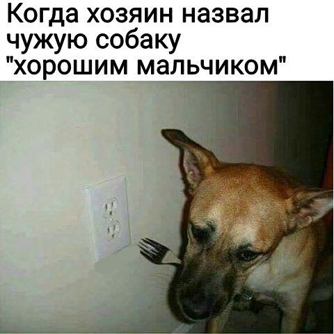 Когда хозяин назвал чужую собаку хорошим мальчиком