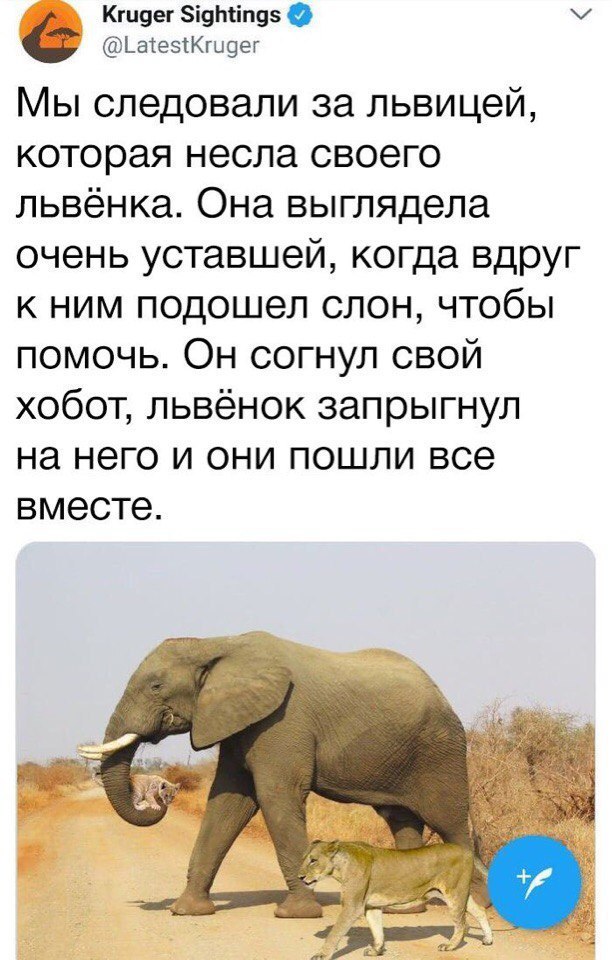 Кгивег і9тіп9 ЬаіеэіКпщег Мы следовали за львицей которая несла своего львёнка Она выглядела очень уставшей когда вдруг к ним подошел слон чтобы помочь Он согнул свой хобот львёнок запрыгнул на него и они пошли все вместе