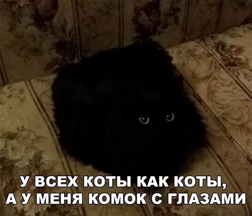 У ВСЕХ КОТЫ КАК КОТЫ А У МЕНЯ КОМОК С ГЛАЗАМИ