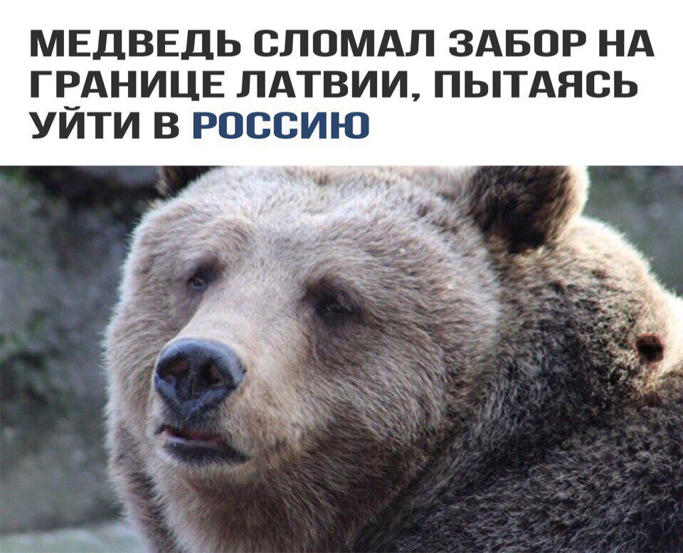 МЕДВЕДЬ СЛОМАЛ ЗАБОР НА ГЕАНИЦЕ ЛАТВИИ ПЬТАЯСЬ УИТИ В РОССИЮ