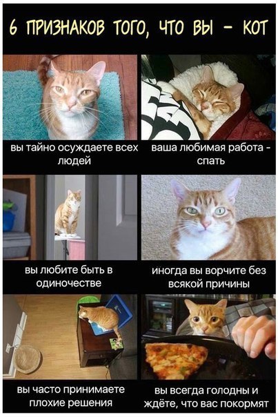 6 ПРИЗНАКОВ ТОГО ЧТО ВЫ КОТ вы тайно ссуждаете всех ваша любимая работа людей спать вы любите быть в иногда вы ворчит без одиночесгве всякой причины _ вы часто принимаете вы всегда голодны и плохие решения ждёте что нас покормят