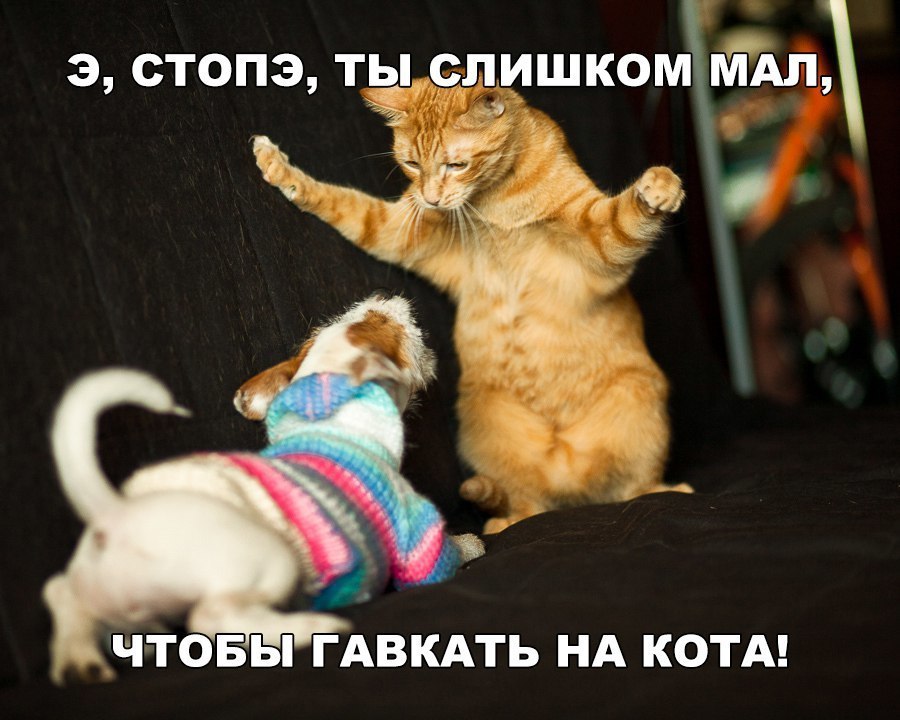 Э СТОПЭ ТЫ СЛИШКОМ МАЛ 1 и ЧТОБЫ ГАВКАТЬ НА КОТА